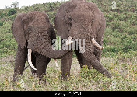 Stock photo of an elephant reaching over to another with his trunk. Stock Photo