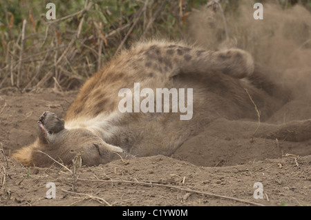 Stock photo of a spotted hyena taking a dust bath. Stock Photo