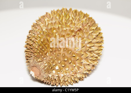 Spiky Shell  of Durian Fruit Stock Photo