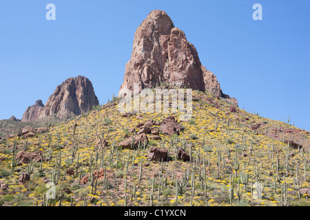 The saguaro cactus is the quintessential plant of the American West. It can reach heights up to 15 meters. Maricopa County, Arizona, USA. Stock Photo