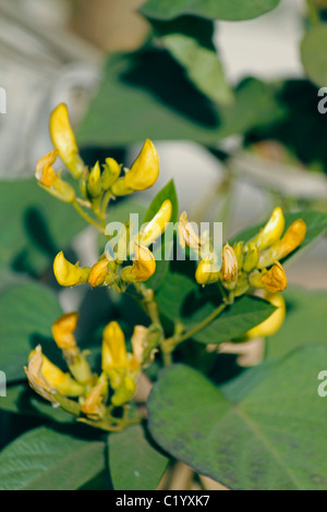 Flowers Of Red Gram, Pigeon Pea, Yellow Lentil, Pune, Maharashtra, India Stock Photo