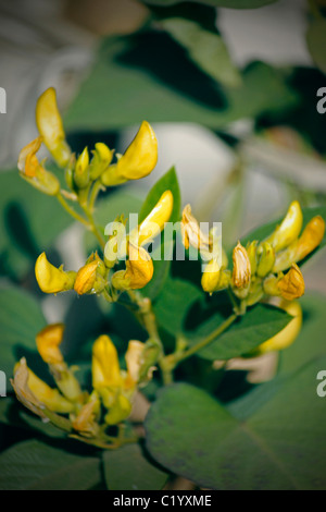 Flowers Of Red Gram, Pigeon Pea, Yellow Lentil, Pune, Maharashtra, India Stock Photo