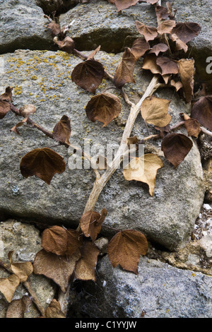 Dead ivy on a stone wall. Stock Photo