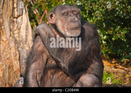 Chester Zoo, Cheshire, England, February, 2011 Stock Photo