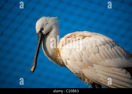 Chester Zoo, Cheshire, England, February, 2011 Stock Photo