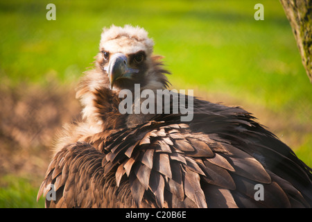 Chester Zoo, Cheshire, England, February, 2011 Stock Photo