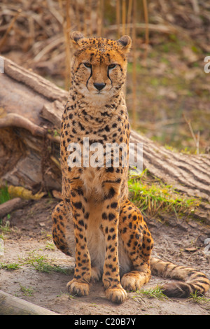 Chester Zoo, Cheshire, England, February, 2011 Stock Photo