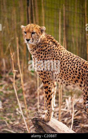 Chester Zoo, Cheshire, England, February, 2011 Stock Photo