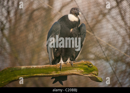 Chester Zoo, Cheshire, England, February, 2011 Stock Photo