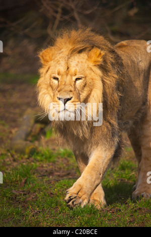 Chester Zoo, Cheshire, England, February, 2011 Stock Photo