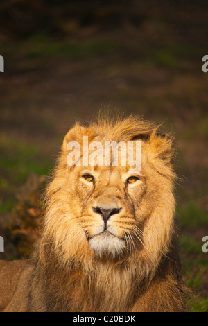 Chester Zoo, Cheshire, England, February, 2011 Stock Photo