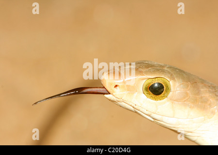 Boomslang (Dispholidus typus) in Uganda with it's tongue sticking out Stock Photo