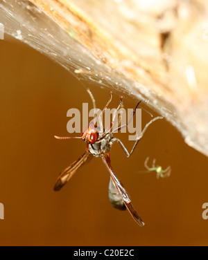 A wasp is stuck in a spider web as the spider approaches from behind Stock Photo