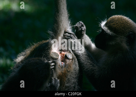 Two vervet monkeys (cercopithecus aethiops) grooming the tail of a third Stock Photo