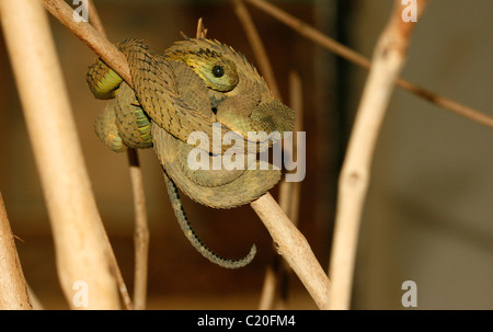 Hairy Bush Viper / Atheris Hispida Stock Photo - Image of fauna, isolated:  41549490
