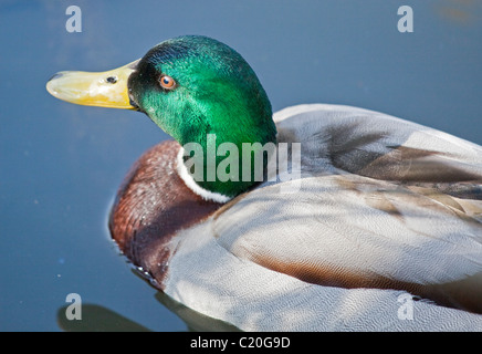Mallad Duck Drake (anas platyrhyncos), UK Stock Photo