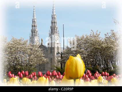 Canadian Tulip Festival and the Notre-Dame Cathedral in Ottawa, Ontario Canada Stock Photo