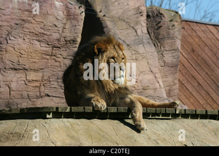 A male lion relaxing in his enclosure Stock Photo