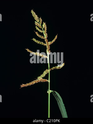 Common barnyard grass Echinochloa crus-galli flower spike Stock Photo
