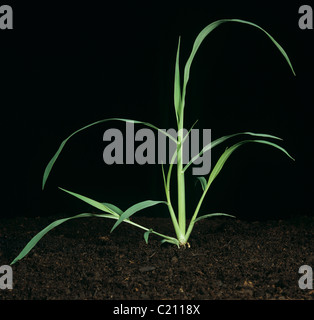 Large crabgrass Digitaria sanguinalis tillering plant Stock Photo