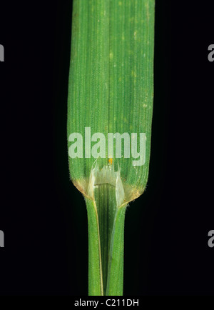 Upright brome Bromus erectus grass leaf ligule Stock Photo