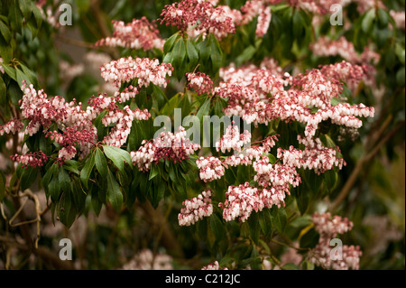 Pieris japonica ‘Dorothy Wyckoff’, Japanese Pieris, in flower in March Stock Photo