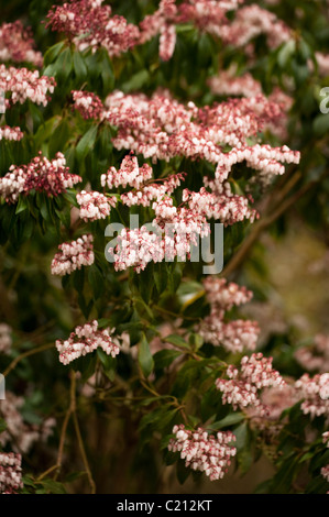 Pieris japonica ‘Dorothy Wyckoff’, Japanese Pieris, in flower in March Stock Photo