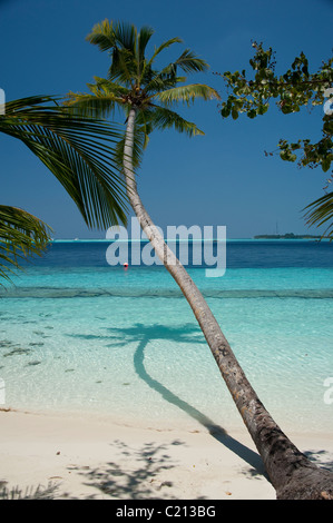 Palm fringes to the Maldives Stock Photo