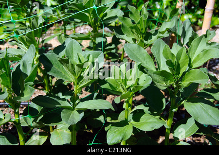 Young broad bean plants (Histal), Mijas Costa, Costa del Sol, Malaga Province, Andalucia, Spain, Western Europe. Stock Photo