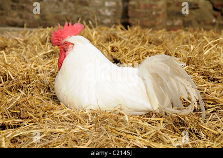 Cockerel or Rooster on straw Hackney City Farm London England UK Stock Photo