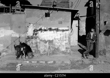 Jabalya Refugee Camp, Gaza 1988. Youth leaning against graffiti covered wall as goats feed on garbage. Stock Photo