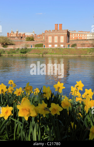 Daffodils growing on the banks of the River Thames opposite Hampton Court Palace, Surrey England UK. Stock Photo
