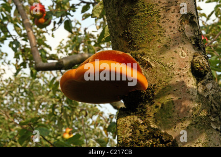 Shaggy Bracket (Inonotus hispidus) - bracket fungi growing on apple Stock Photo