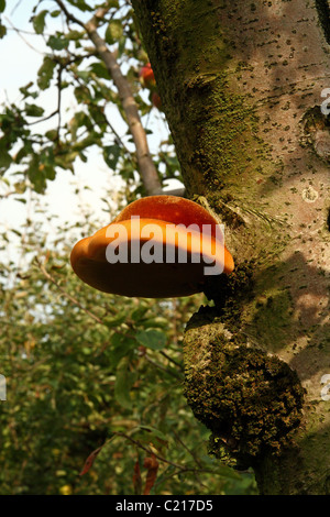 Shaggy Bracket (Inonotus hispidus) - bracket fungi growing on apple Stock Photo