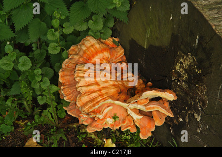 Chicken of the Woods or Sulphur Polypore (Laetiporus sulphureus) Stock Photo