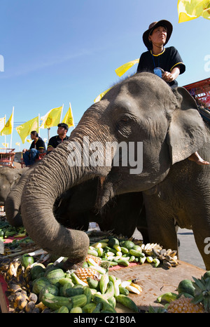 Elephants feed on fruit and vegetables at the Elephant Feast during the annual Elephant Roundup festival.  Surin, Surin, Thailan Stock Photo