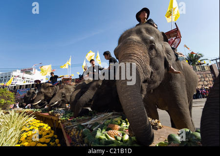 Elephants feast at an Elephant Buffet during the annual Elephant Roundup festival.  Surin, Surin, Thailand Stock Photo