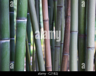 Multi-colored bamboo at Sarah P. Duke Gardens, Durham, North Carolina, USA Stock Photo
