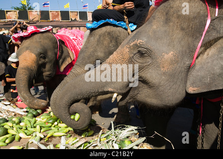 Elephants feast at an Elephant Buffet during the annual Elephant Roundup festival.  Surin, Surin, Thailand Stock Photo