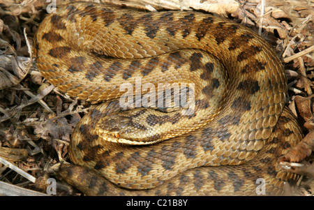 Female European Adder or Viper, Vipera berus, Viperinae, Viperidae, Serpentes, Squamata. In Bracken, Rammamere Heath, Beds. Stock Photo