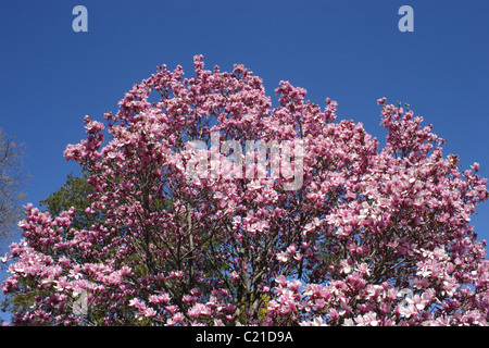 Tulip tree (Liriodendron tulipifera) with pink flowers close up Stock Photo  - Alamy