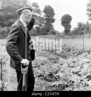 1950s, England. Elderly man scratches his head at his allotment in this historical picture from J Allan Cash. Stock Photo