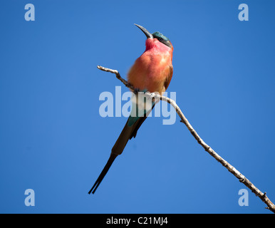 Northern Carmine Bee-eater Stock Photo