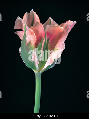 A close up portrait of the Tulip 'China Town' Stock Photo