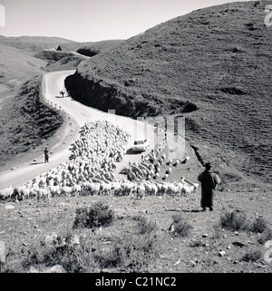 1950s, Portugal. HIstorical picture from this era of sheep on a country road. Stock Photo