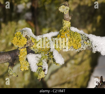 Xanthoria parietina Common Yellow Lichen growing on a small tree branch alongside other lichens Stock Photo