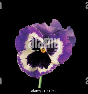 A  close up Studio portrait of a Viola or Pansey Stock Photo