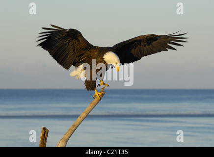 Bald Eagles,  coming in prepared to land on same trunk at the Kachemak Bay, Homer, Alaska Stock Photo