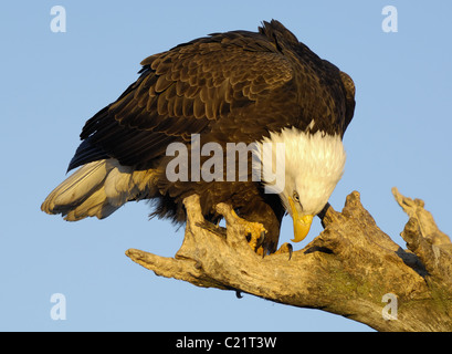 Bald Eagle sitting on tree trunk at the beach of Kachemak Bay near Homer at the Homer Spit in Alaska eating on fish Stock Photo