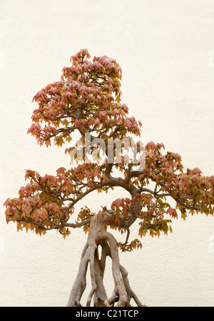 Trident maple, species acer buergerianum, bonsai against cream stucco wall. Stock Photo